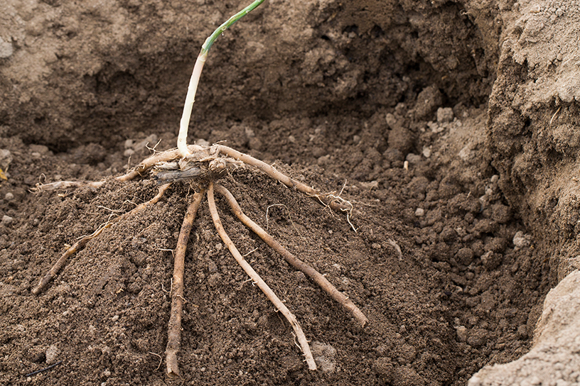 Wortels van groene asperge. Je spreidt ze uit over een heuveltje bij het planten en dekt ze dan toe.